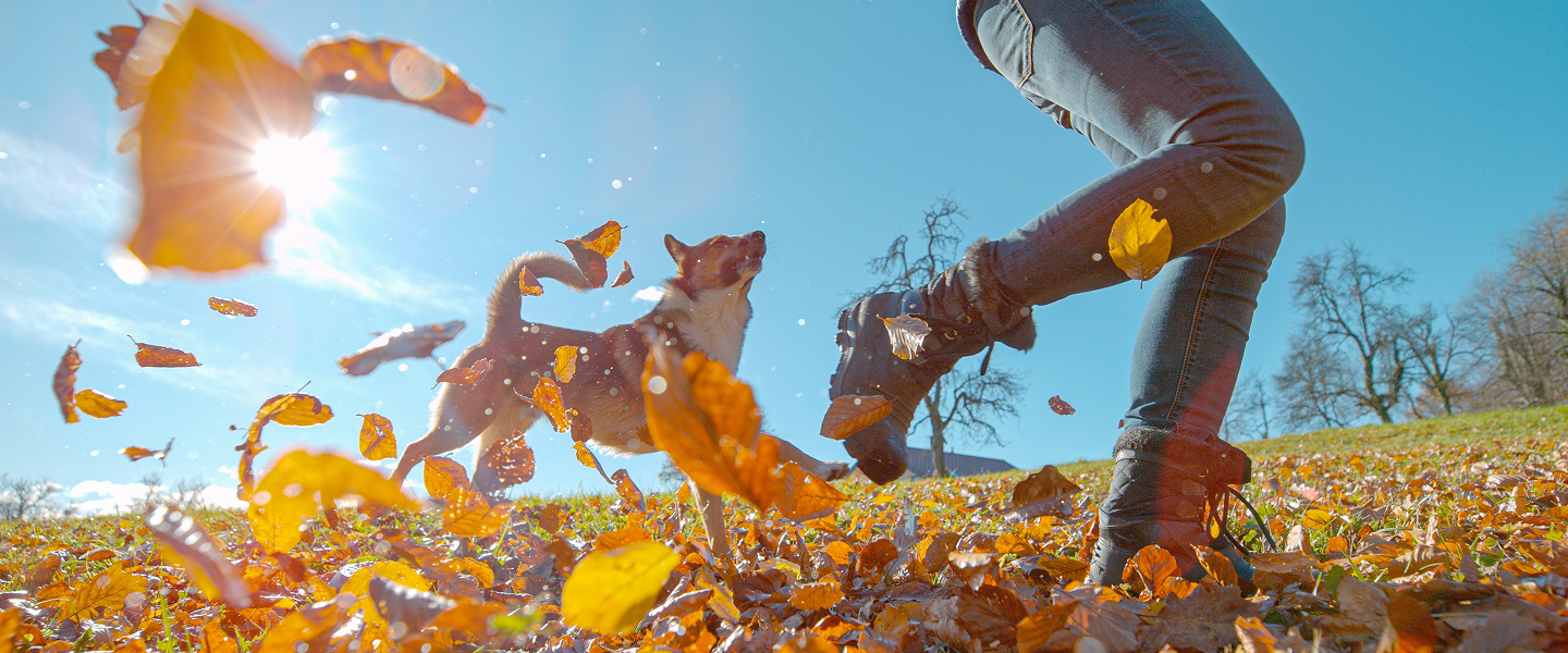 Fall Favorites